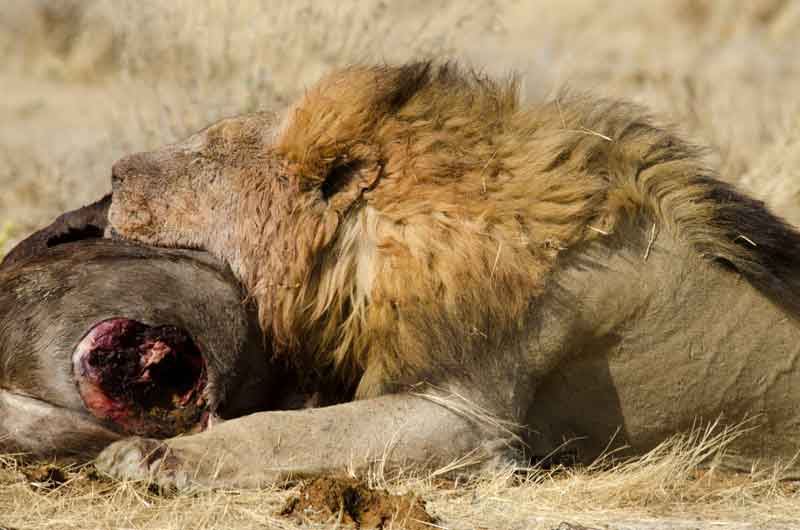 10 - Namibia - leones comiendo - parque nacional de Etosha